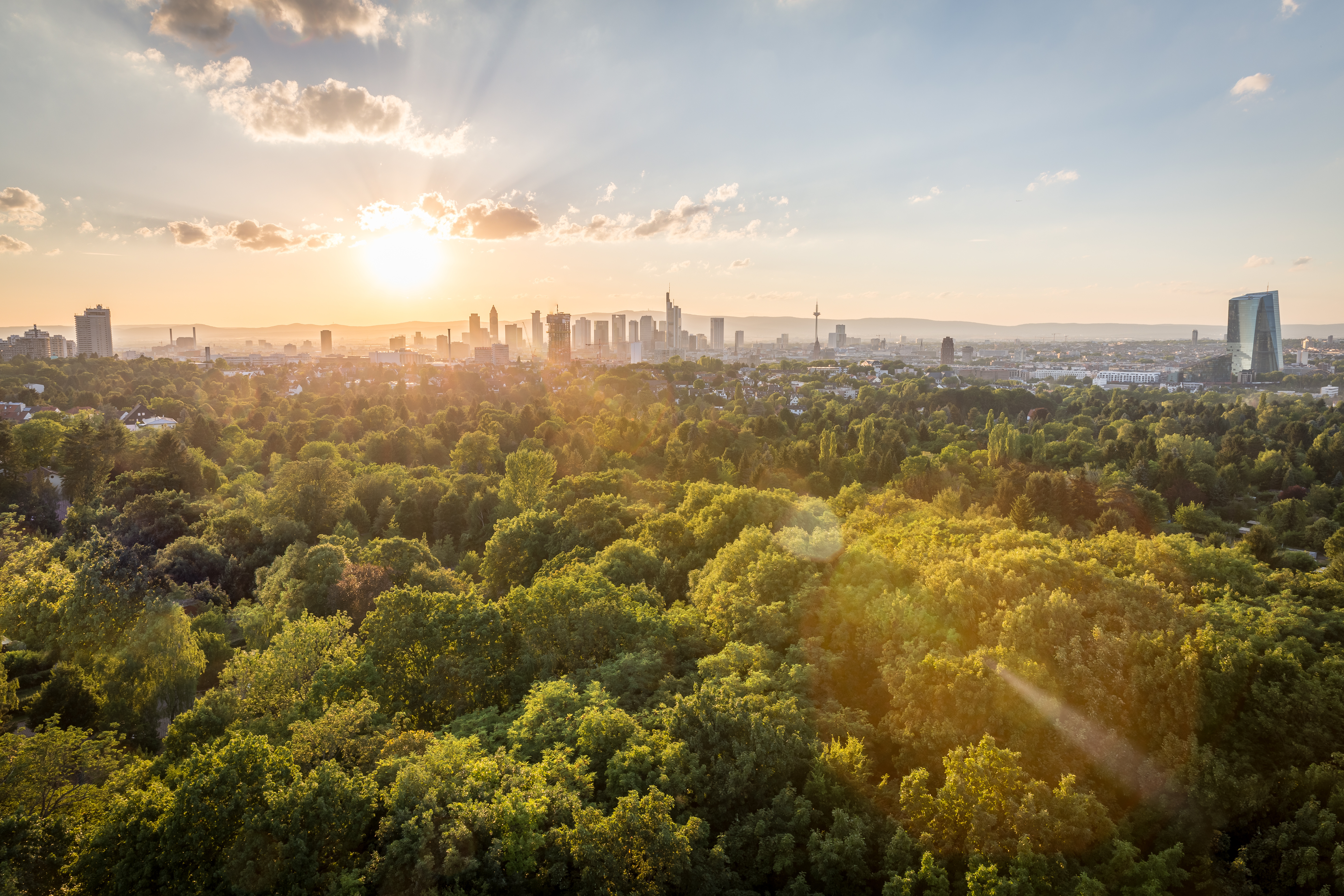 Große Waldfläche; im Hintergrund eine Stadt.
