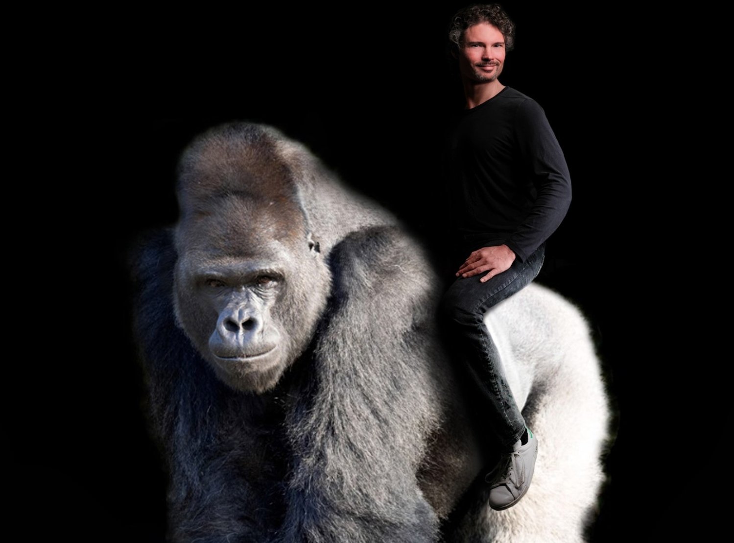 Mann sitzend auf einer Gorilla-Amatur.