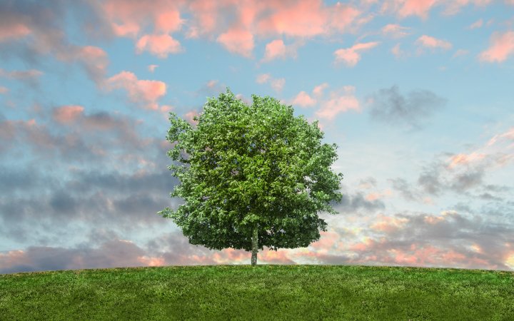 Einzelner Baum auf einer Wiese.