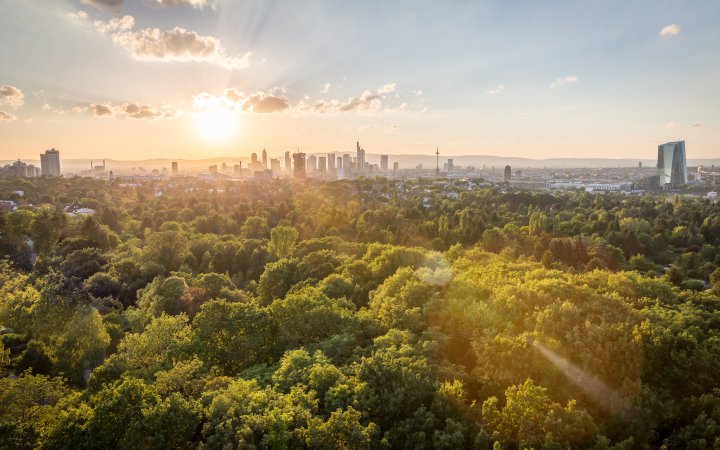 Große Waldfläche; im Hintergrund eine Stadt.
